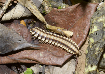 Millipede