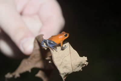 Strawberry poison dart frog