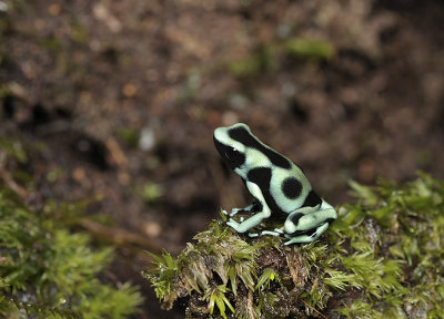Green and black poison dart frog