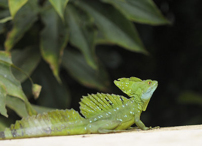 Basilisk lizard
