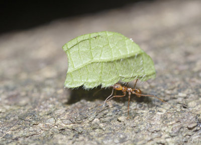 Leaf cutter ant