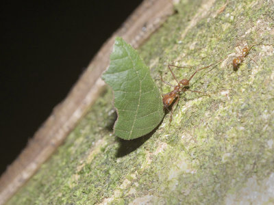 Leaf cutter ant