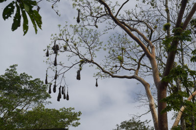 Oropendola nests at Selva Verde