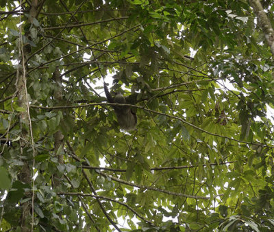 Sloth at Selva Verde