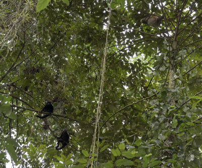 Howler monkeys barking at sloth