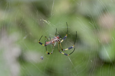 Golden orb-weaver