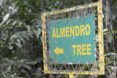 Trail to the almond tree