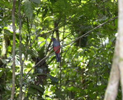 Slaty-tailed Trogon