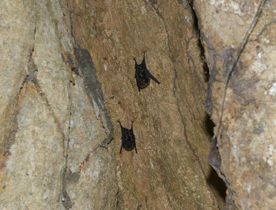 Bats