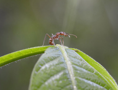 Azteca ant guarding its symbiotic host plant