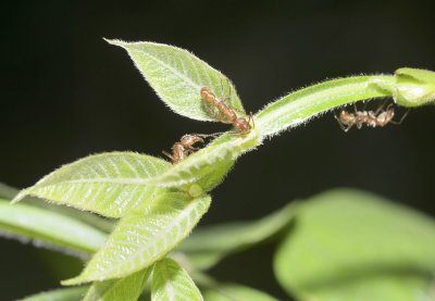 The plant feeds sugar to the symbiotic ants that protect them