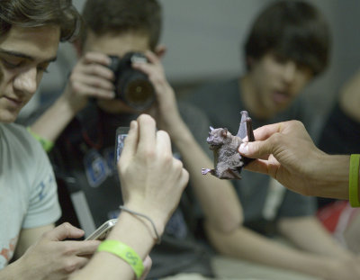 Bat presentation
