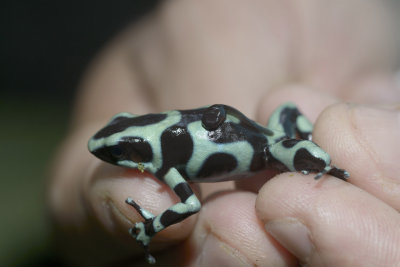 Father with tadpole on back