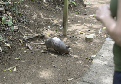 Armadillo