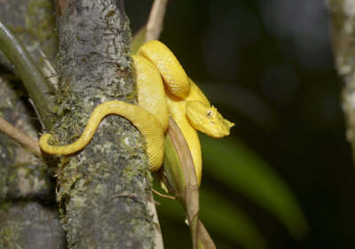 Eyelash pit-viper!