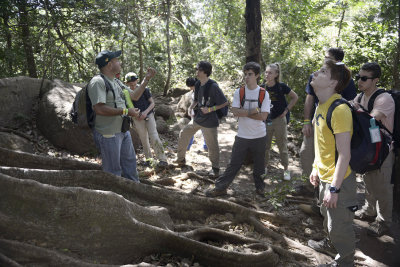Huge rainforest buttress roots
