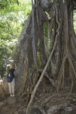 Strangler fig