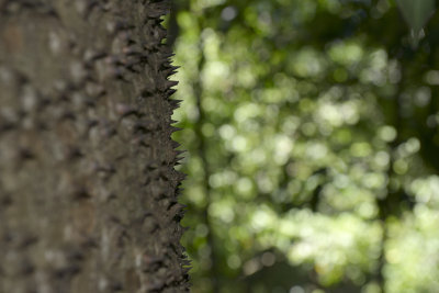 Thorns - common in the dry forest