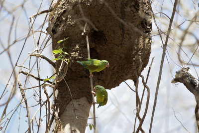 Parrots nesting in termite nest