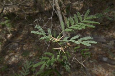 Bullhorn acacia - symbiotic ants live in large swellings
