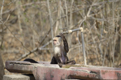 Clever capuchin