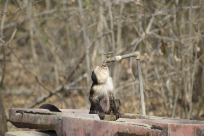 Getting a drink