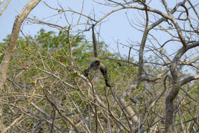 Spider monkey