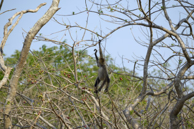 Check out her hand - no opposable thumb in this species of primate