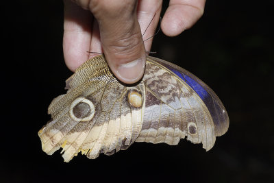 Snake mimic