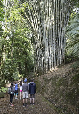 Giant bamboo