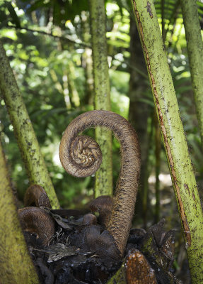 Big fern fiddlehead