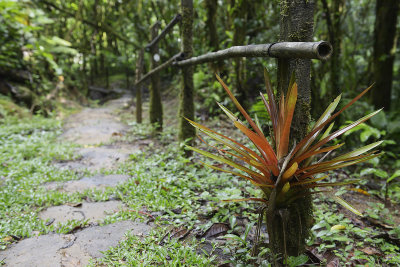 Bromeliad