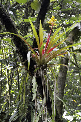 Bromeliad in flower