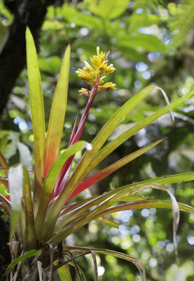 Bromeliad flower