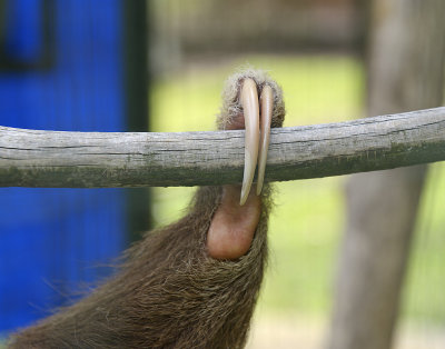 TWO toed sloth