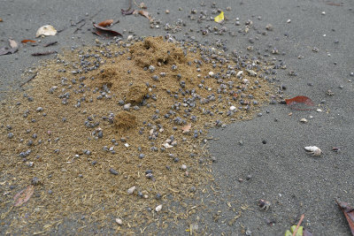 Tapir dung
