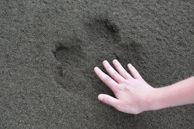 Tapir track