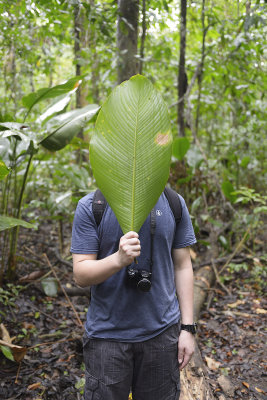 Jungle camouflage