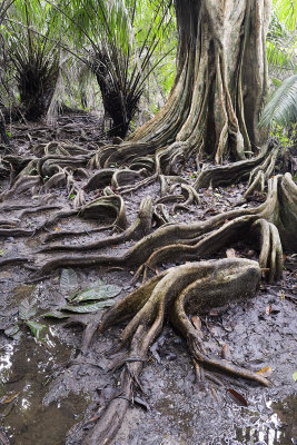 Surface roots