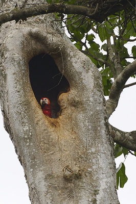 Scarlet macaw nest
