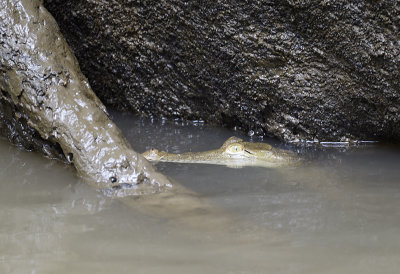 Caiman