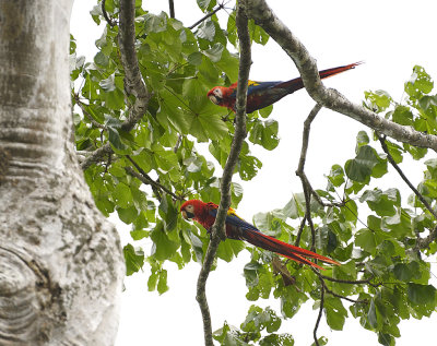 Macaws
