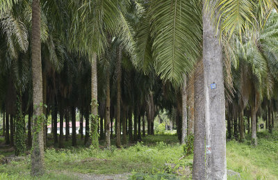 Oil palm plantation - monoculture
