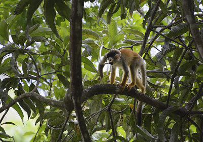 Squirrel monkey