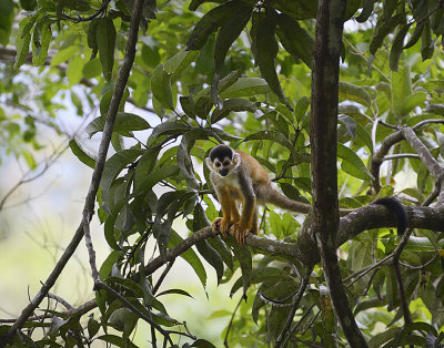 Squirrel monkey