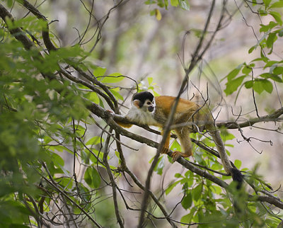 Squirrel monkey