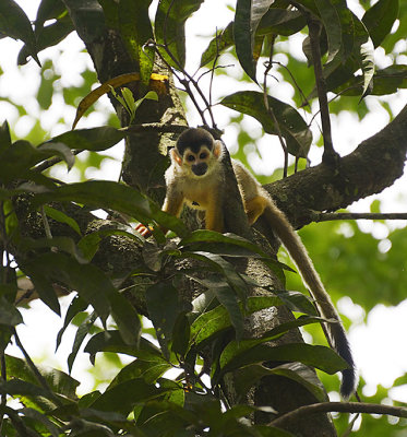 Squirrel monkey