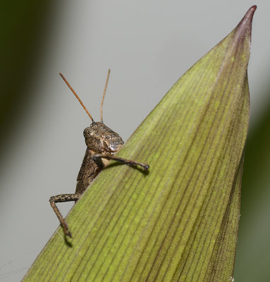 Big cricket