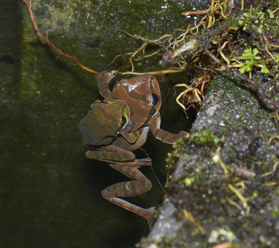 Masked tree frogs in amplexus
