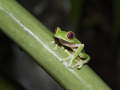 Red-eyed tree frog
